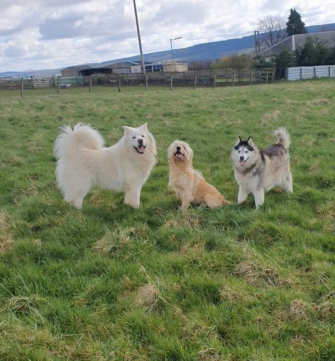 House on the Hill - Life with three dogs in Ayrshire